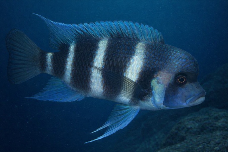 Cyphotilapia gibberosa 'Ikola'